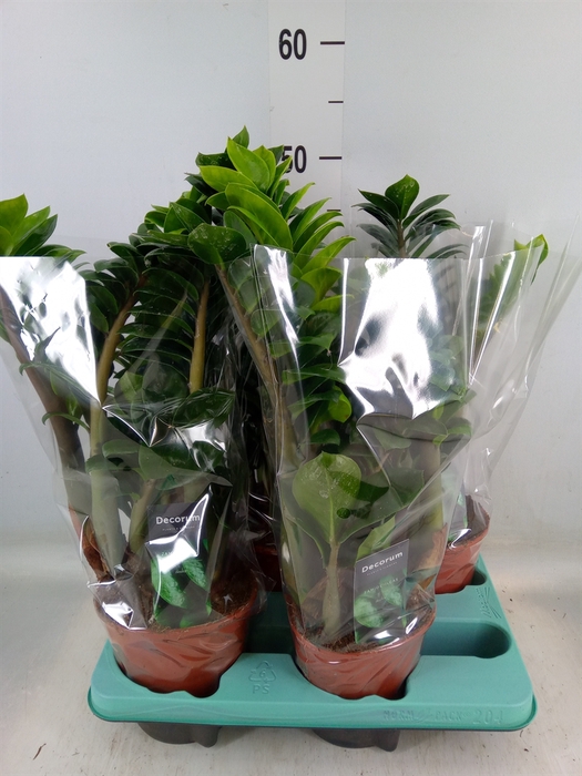 <h4>Zamioculcas zamiifolia 'Zenzi'</h4>