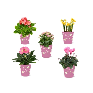 Collectie 'Craft World' Bloeimix in smartcup Madelief 5 soorten