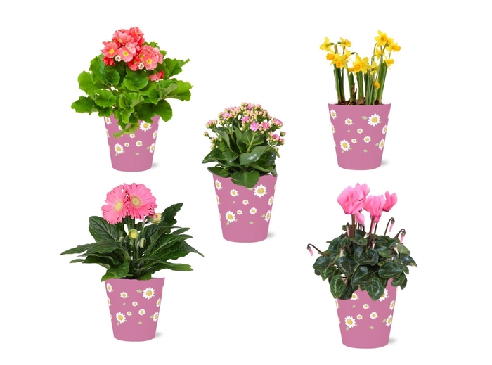 <h4>Collectie 'Craft World' Bloeimix in smartcup Madelief 5 soorten</h4>