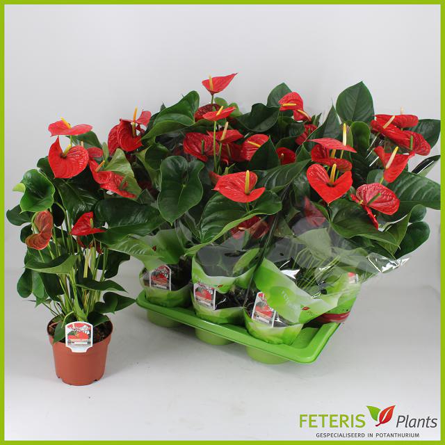 Fleuromarché B.V. Webshop