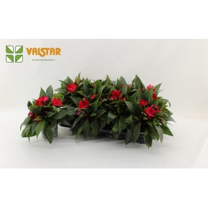 Impatiens NG Colorpower Dark Red 12Ø 25cm