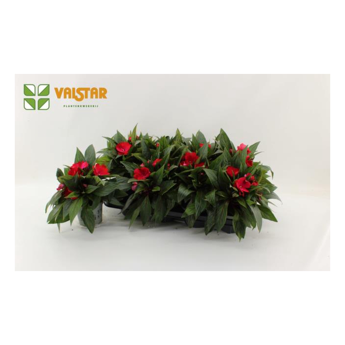 <h4>Impatiens NG Colorpower Dark Red 12Ø 25cm</h4>