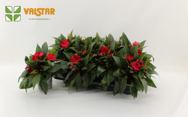 Impatiens NG Colorpower Dark Red 12Ø 25cm