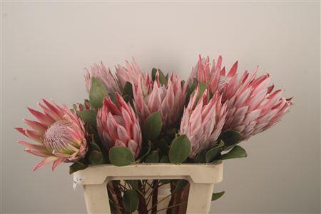 <h4>Protea Cynaroides</h4>