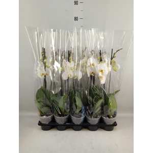 Phalaenopsis   ...white