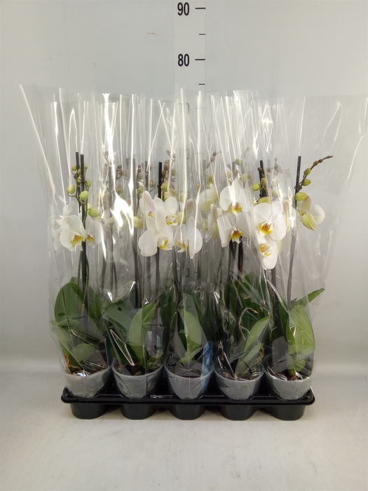 <h4>Phalaenopsis   ...white</h4>