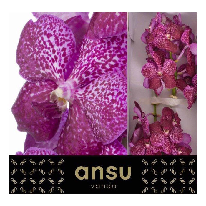 <h4>Vanda Su Mag Glitter</h4>