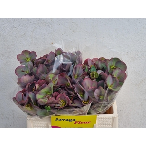 HELL FRK PENNYS PINK