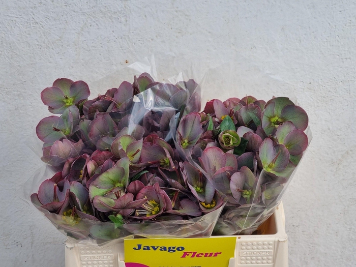 <h4>HELL FRK PENNYS PINK</h4>