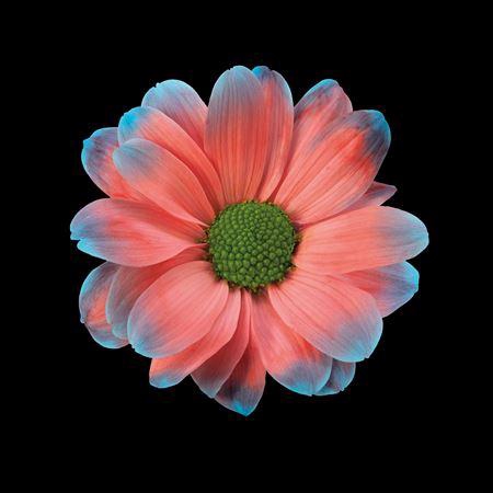 <h4>Chr T Kennedy Bazooka</h4>