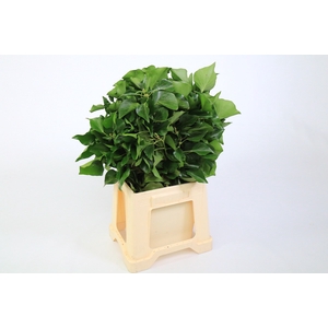 Hedera Bundle