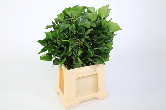 <h4>Hedera Bundle</h4>