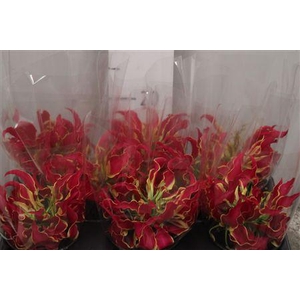 Gloriosa Rothschild Short