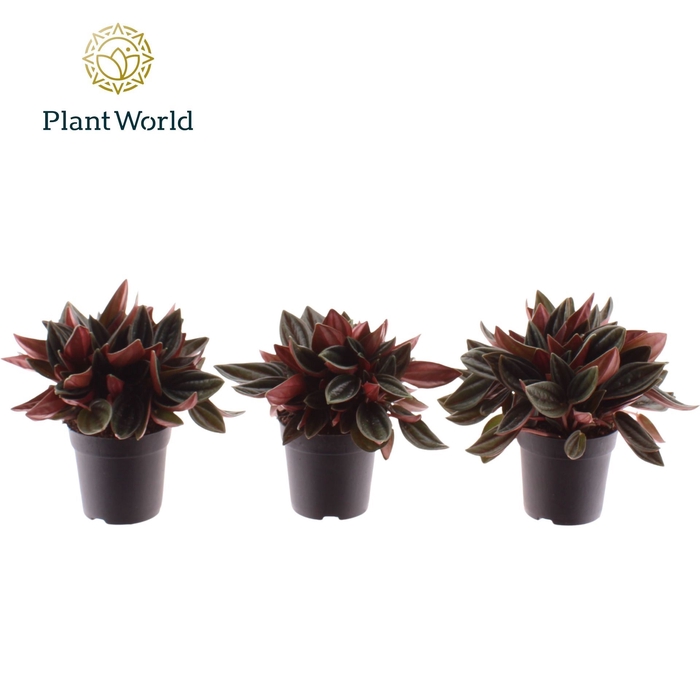 Peperomia Rocca Scuro