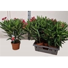 arr8 Neri Oleander