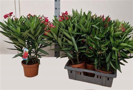 arr8 Neri Oleander