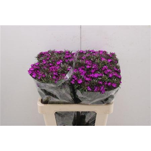 Di Barb Am Neon Purp 60cm