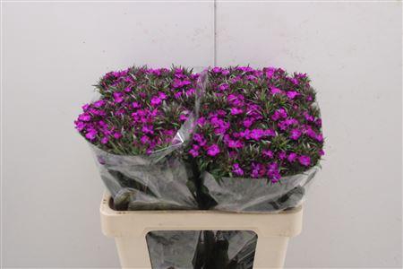 <h4>Di Barb Am Neon Purp 70</h4>