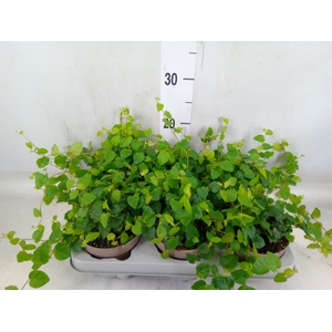 Ficus pumila 'Sunny Green'
