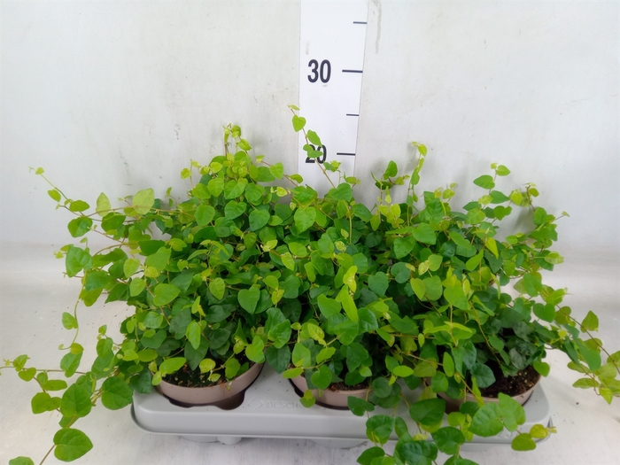 <h4>Ficus pumila 'Sunny Green'</h4>
