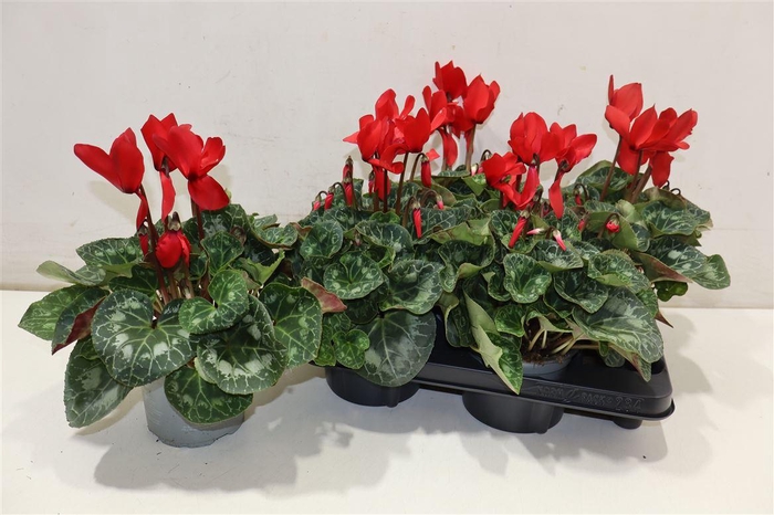 <h4>Cycl Gr Sup Xl Red</h4>