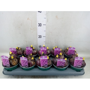 Hyacinthus orie. 'Purple Sensation'