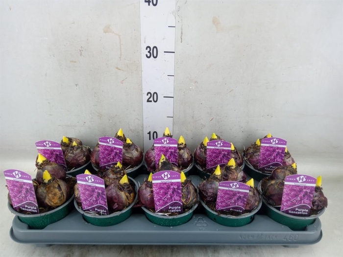 <h4>Hyacinthus orie. 'Purple Sensation'</h4>