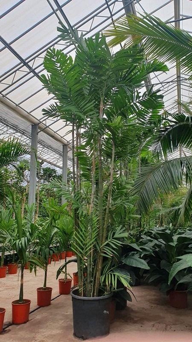 <h4>Pthychosperma macarthurii</h4>