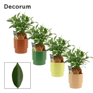 Ficus Ginseng 12 cm Retusa in Naemi (Natural bubble-collection)