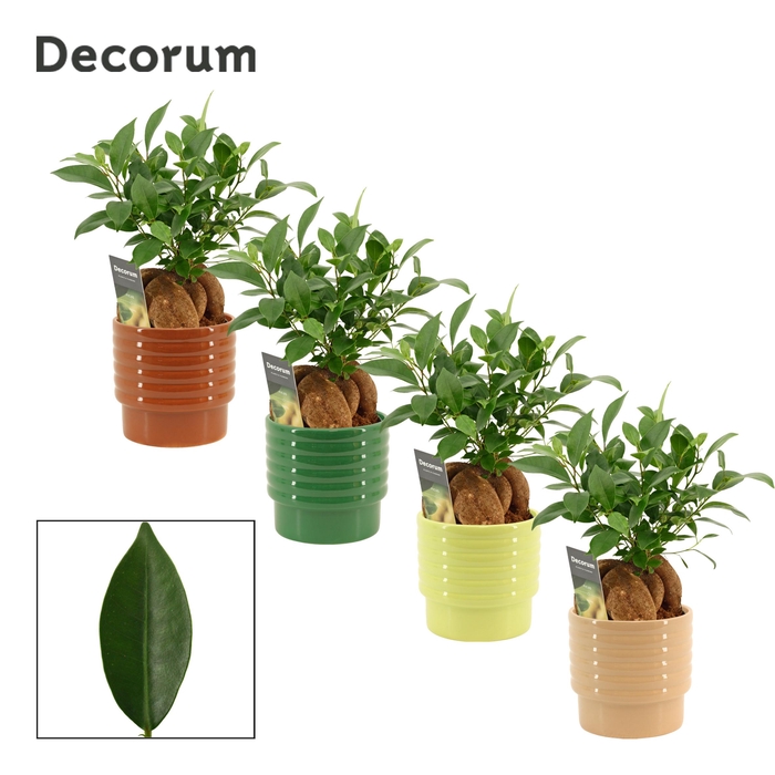 <h4>Ficus Ginseng 12 cm Retusa in Naemi (Natural bubble-collection)</h4>