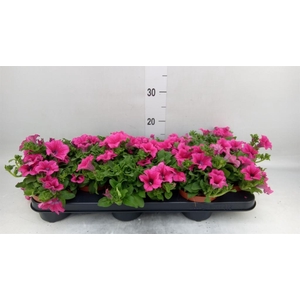 Petunia  'Surfinia Hot Pink'