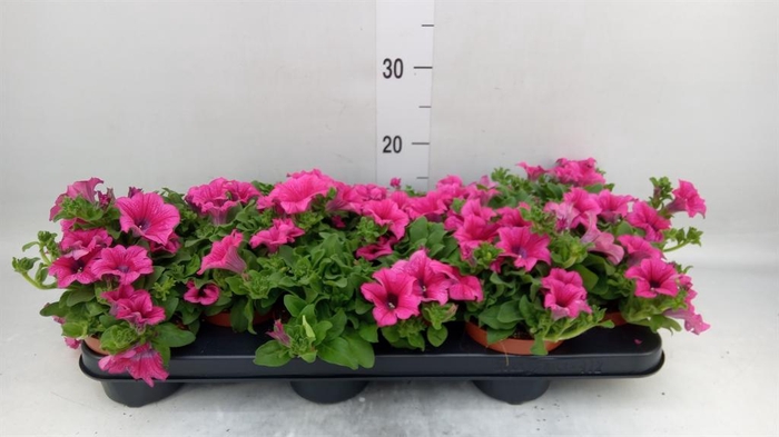 <h4>Petunia 'Surfinia Hot Pink'</h4>
