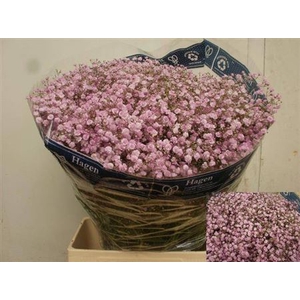 GYPS PA MY PINK ANGEBOT