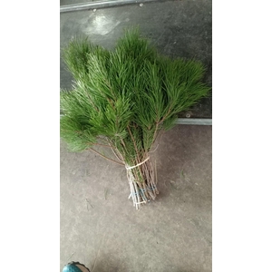 Pinus (Per Stem)