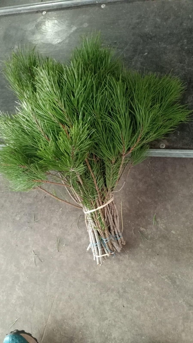 <h4>Pinus (Per Stem)</h4>