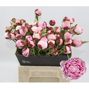 PAEO L SARA BERNHARD