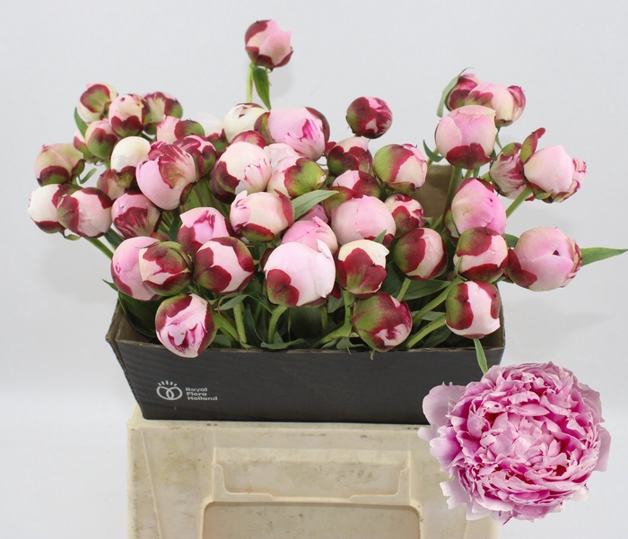 <h4>PAEO L SARA BERNHARD</h4>