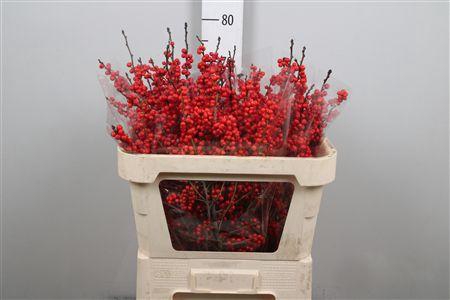 <h4>Ilex Ve Rode Bes</h4>