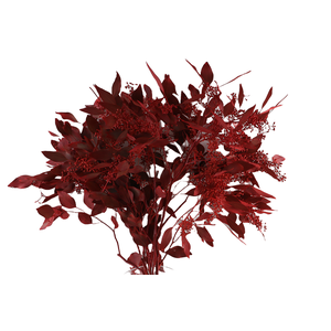 Populus Berry Klb Red