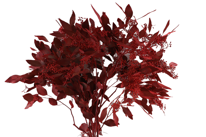 <h4>Populus Berry Klb Red</h4>