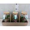 Arr.   Planten H%