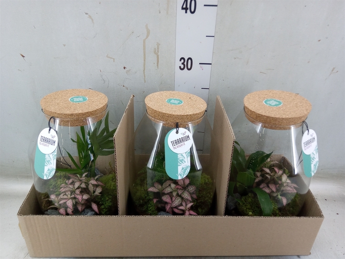 <h4>Arr.   Planten H%</h4>