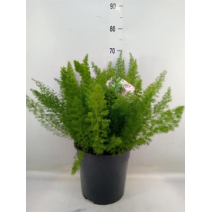 Asparagus dens. 'Meyers'