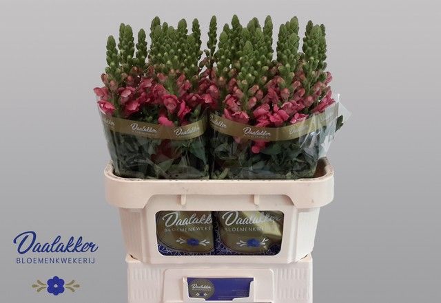 <h4>Antir Avignon Rose Daalakker</h4>