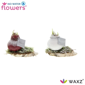 Hipp Waxz on Wood Snow