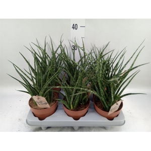 Sansevieria  'Fernwood'