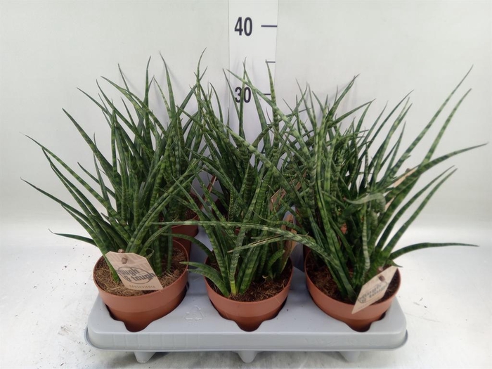 <h4>Sansevieria  'Fernwood'</h4>