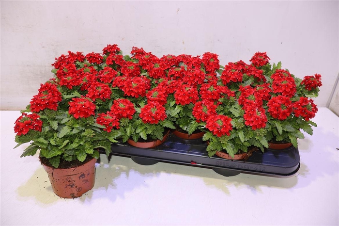 <h4>Verbe Drums Red</h4>