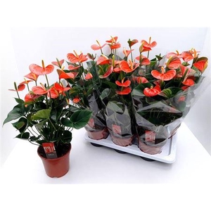 Anthurium Adios Orange