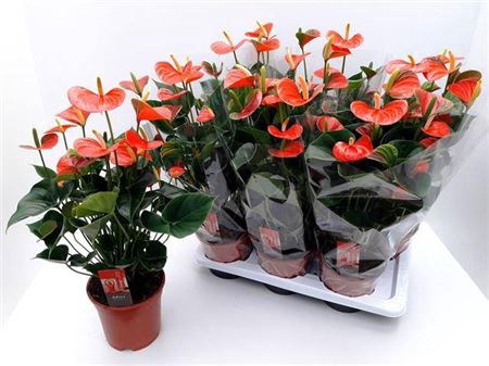 <h4>Anthurium Adios Orange</h4>